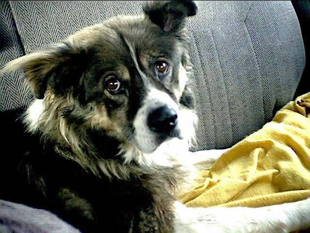 Kwai - at 13 plus years.